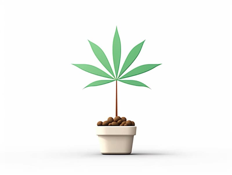 Eine minimalistische, geometrische Darstellung eines wachsenden Cannabispflanzensprösslings. Es steht für das Gründen eines neuen Aufstrebenden Clubs in Stralsund.